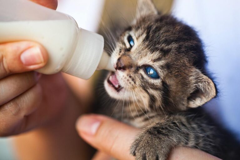 5 erros comuns no cuidado diário com pets