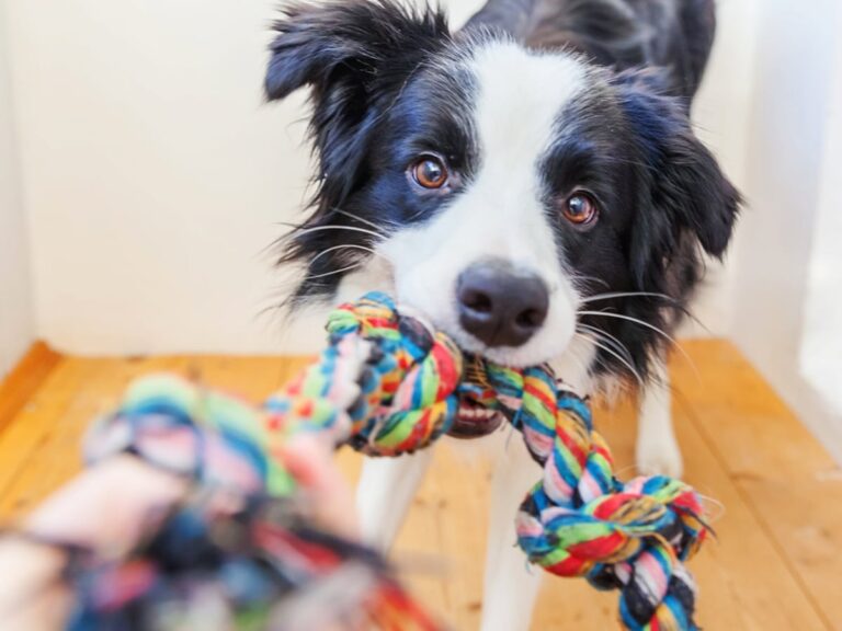 Os melhores brinquedos caseiros para gatos e cães